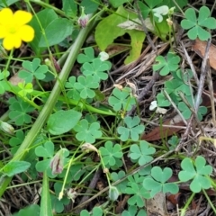 Oxalis exilis at O'Connor, ACT - 23 Jan 2024