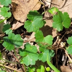 Hydrocotyle laxiflora at Banksia Street Wetland Corridor - 23 Jan 2024