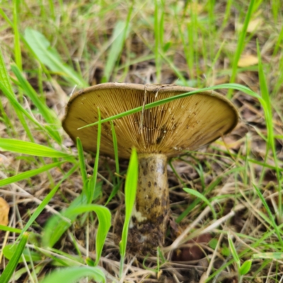 Lactarius turpis (Ugly Milkcap) at QPRC LGA - 23 Jan 2024 by Csteele4