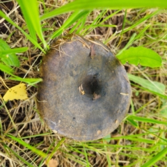 Lactarius turpis at QPRC LGA - 23 Jan 2024