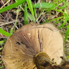 Lactarius turpis at QPRC LGA - 23 Jan 2024 01:08 PM