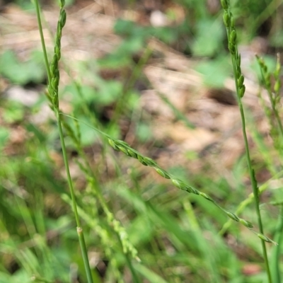 Ehrharta erecta (Panic Veldtgrass) at Banksia Street Wetland Corridor - 23 Jan 2024 by trevorpreston