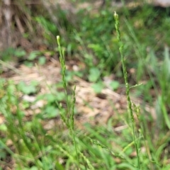 Ehrharta erecta at Banksia Street Wetland Corridor - 23 Jan 2024