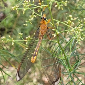 Nymphes myrmeleonoides at Banksia Street Wetland Corridor - 23 Jan 2024 01:21 PM