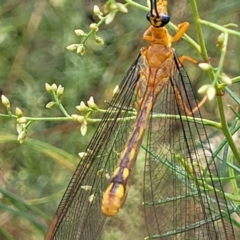 Nymphes myrmeleonoides at Banksia Street Wetland Corridor - 23 Jan 2024 01:21 PM