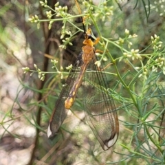 Nymphes myrmeleonoides at Banksia Street Wetland Corridor - 23 Jan 2024