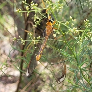 Nymphes myrmeleonoides at Banksia Street Wetland Corridor - 23 Jan 2024 01:21 PM