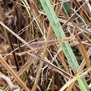 Zygoptera (suborder) at Banksia Street Wetland Corridor - 23 Jan 2024