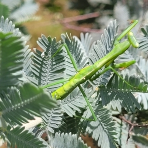 Pseudomantis albofimbriata at Banksia Street Wetland Corridor - 23 Jan 2024