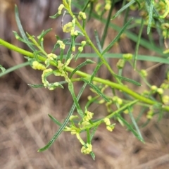 Cassinia quinquefaria (Rosemary Cassinia) at Banksia Street Wetland Corridor - 23 Jan 2024 by trevorpreston