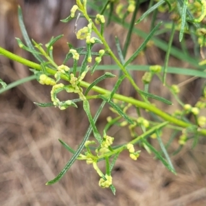 Cassinia quinquefaria at Banksia Street Wetland Corridor - 23 Jan 2024