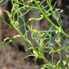 Cassinia quinquefaria at Banksia Street Wetland Corridor - 23 Jan 2024