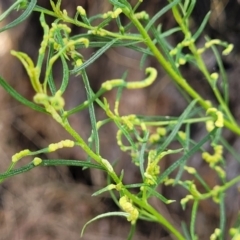 Cassinia quinquefaria at Banksia Street Wetland Corridor - 23 Jan 2024