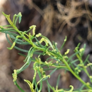 Cassinia quinquefaria at Banksia Street Wetland Corridor - 23 Jan 2024 01:15 PM