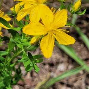 Hypericum perforatum at Banksia Street Wetland Corridor - 23 Jan 2024