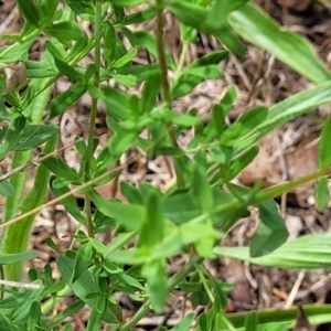 Hypericum perforatum at Banksia Street Wetland Corridor - 23 Jan 2024