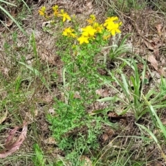 Hypericum perforatum at Banksia Street Wetland Corridor - 23 Jan 2024