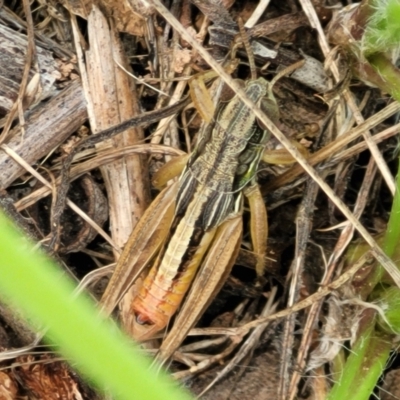 Praxibulus sp. (genus) (A grasshopper) at Banksia Street Wetland Corridor - 23 Jan 2024 by trevorpreston