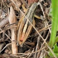 Praxibulus sp. (genus) at Banksia Street Wetland Corridor - 23 Jan 2024