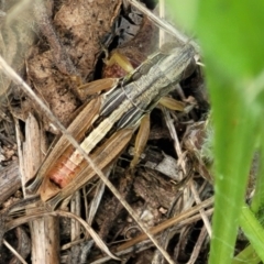 Praxibulus sp. (genus) at Banksia Street Wetland Corridor - 23 Jan 2024