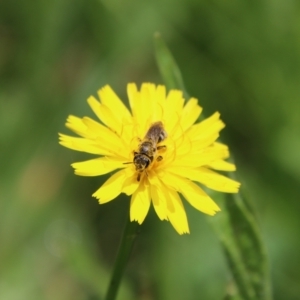 Lasioglossum (Chilalictus) sp. (genus & subgenus) at QPRC LGA - 23 Jan 2024