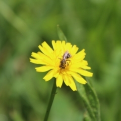 Lasioglossum (Chilalictus) sp. (genus & subgenus) at QPRC LGA - 23 Jan 2024