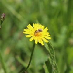 Lasioglossum (Chilalictus) sp. (genus & subgenus) at QPRC LGA - 23 Jan 2024