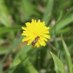 Lasioglossum (Chilalictus) sp. (genus & subgenus) at QPRC LGA - suppressed