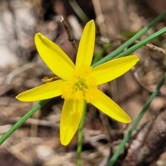 Tricoryne elatior (Yellow Rush Lily) at Banksia Street Wetland Corridor - 23 Jan 2024 by trevorpreston