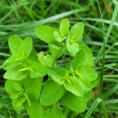 Euphorbia peplus (Petty Spurge) at Banksia Street Wetland Corridor - 23 Jan 2024 by trevorpreston