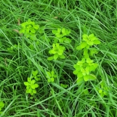 Euphorbia peplus at Banksia Street Wetland Corridor - 23 Jan 2024