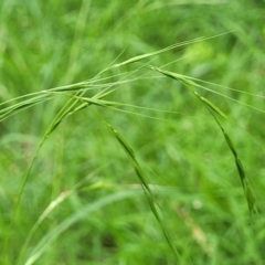 Microlaena stipoides (Weeping Grass) at Banksia Street Wetland Corridor - 23 Jan 2024 by trevorpreston