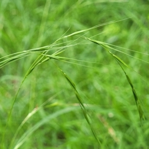 Microlaena stipoides at Banksia Street Wetland Corridor - 23 Jan 2024