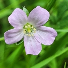 Geranium solanderi var. solanderi (Native Geranium) at Banksia Street Wetland Corridor - 23 Jan 2024 by trevorpreston