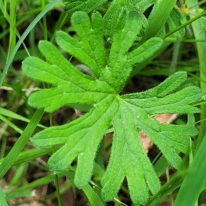 Geranium solanderi var. solanderi at Banksia Street Wetland Corridor - 23 Jan 2024