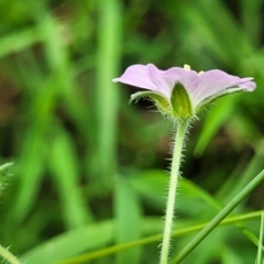 Geranium solanderi var. solanderi at Banksia Street Wetland Corridor - 23 Jan 2024