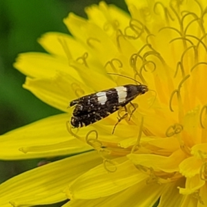 Glyphipterix chrysoplanetis at Banksia Street Wetland Corridor - 23 Jan 2024