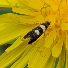 Glyphipterix chrysoplanetis at Banksia Street Wetland Corridor - 23 Jan 2024