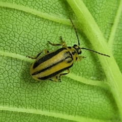 Xanthogaleruca luteola (Elm leaf beetle) at Banksia Street Wetland Corridor - 23 Jan 2024 by trevorpreston