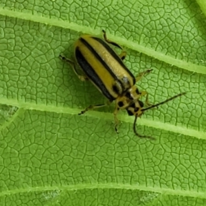 Xanthogaleruca luteola at Banksia Street Wetland Corridor - 23 Jan 2024