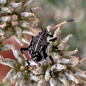 Oncocoris geniculatus at Mount Ainslie - 21 Dec 2023