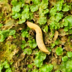 Deroceras reticulatum (Grey Field Slug) at QPRC LGA - 23 Jan 2024 by Csteele4