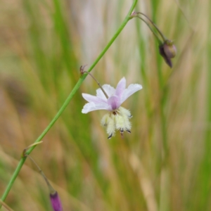 Arthropodium milleflorum at QPRC LGA - 23 Jan 2024 02:55 PM