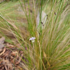 Arthropodium milleflorum at QPRC LGA - 23 Jan 2024 02:55 PM