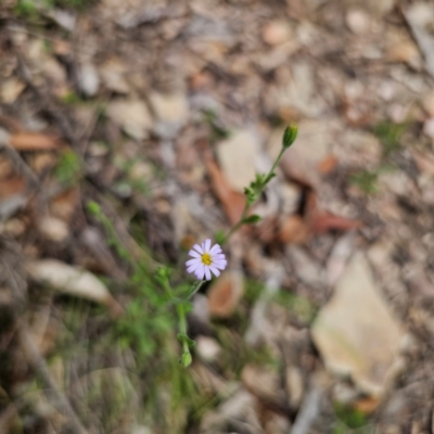 Vittadinia sulcata (Furrowed New Holland Daisy) at QPRC LGA - 23 Jan 2024 by Csteele4