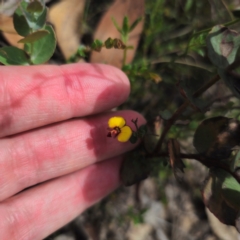 Bossiaea buxifolia (Matted Bossiaea) at Captains Flat, NSW - 23 Jan 2024 by Csteele4