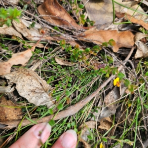 Bossiaea buxifolia at QPRC LGA - 23 Jan 2024 03:05 PM