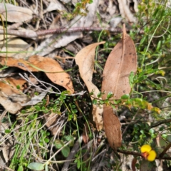 Bossiaea buxifolia at QPRC LGA - 23 Jan 2024 03:05 PM