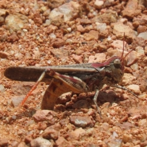 Austroicetes pusilla at QPRC LGA - 23 Jan 2024