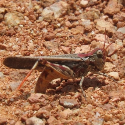 Austroicetes pusilla (Grasshopper, Locust) at Sutton, NSW - 23 Jan 2024 by Whirlwind